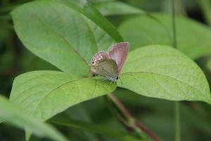 Gram Blue Butterfly on a leaf photo