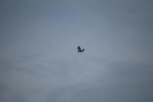 White bellied sea eagle soaring in the air photo