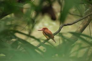 martín pescador rubicundo en una rama de árbol en un manglar foto