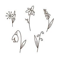 Spring flowers doodle outline drawing. Chamomile, snowdrop, lily of the valley, dandelion, hyacinth. Simple cartoon floral design elements. vector