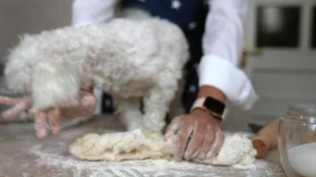 Baking in the kitchen with a dog video