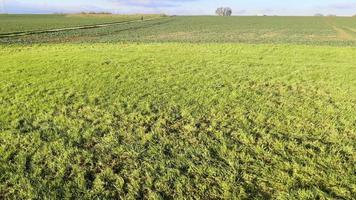 wandelen in groen veld- video