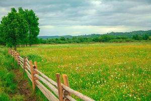 field with yellow flowers photo