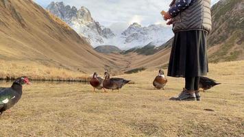 Woman feed ducks by fifth season famous guesthouse hotel on Juta valley hiking route in Kazbegi national park in fall.Georgia travel destination and countryside flora fauna farming video