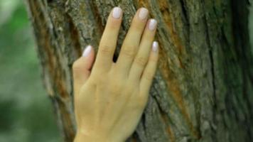 stänga upp av träd bark i grön skog video