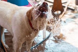 funny dog Labrador plays with water photo