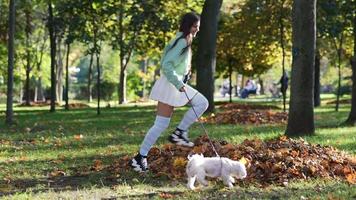 kvinna i parkera spelar med liten vit hund video