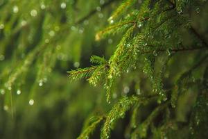 raindrops running down a pine photo