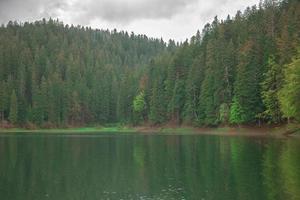 bosque en el lago foto