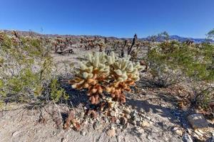 Cholla Cactus Garden at Joshua Tree National Park in California. photo