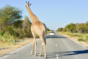 Giraffe on Road - Etosha, Namibia photo