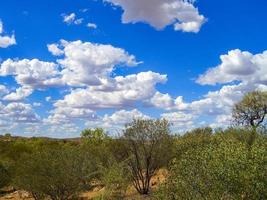 Australian outback landscape. Bush vegetation in dry season with red sand in Desert Park at Alice Springs near MacDonnell Ranges in Northern Territory, Central Australia. photo