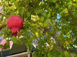 Natural red juicy ripe beautiful pomegranates on a pomegranate tree branch against the background of green tropical leaves. Background, texture photo