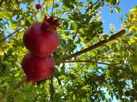 Natural red juicy ripe beautiful pomegranates on a pomegranate tree branch against the background of green tropical leaves. Background, texture photo