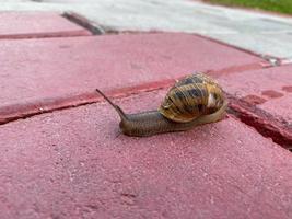 A small snail with a shell and antennae crawls along the road from pink paving slabs. Close view photo