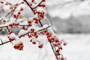 bayas congeladas en una rama nevada en invierno en new hampshire. foto