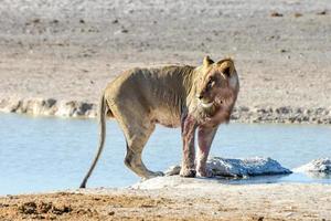 Lion in Etosha, Namibia photo