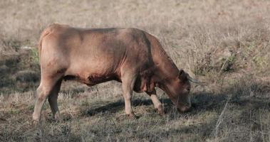 braune kuh, die gras auf dem feld in portalegre, alentejo, portugal frisst - mittlerer schuss video