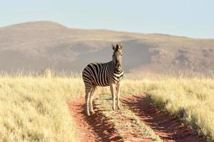 paisaje desértico - namibrand, namibia foto