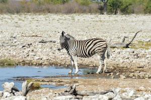 Zebra - Etosha, Namibia photo