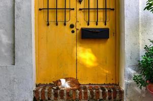 Cat on the streets of Old San Juan, Puerto Rico. photo
