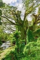 Almendares Park in the Great Metropolitan Park, also known as the forest of Havana in Cuba. photo