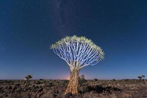 bosque de árboles carcaj - nambia foto