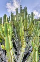 Cactus of South Africa photo