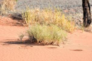 paisaje desértico - namibrand, namibia foto