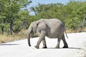 Baby Elephant - Etosha, Namibia photo