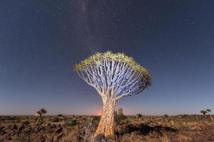 bosque de árboles carcaj - nambia foto