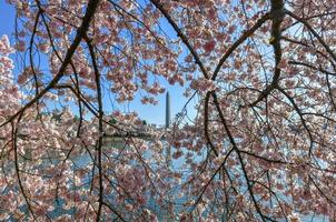 flores de cerezo en la cuenca de marea durante la primavera en washington, dc. foto