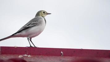 un pequeño pájaro cola blanca, motacilla alba, caminando sobre un techo y comiendo bichos video