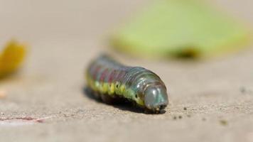 larva de mosca de sierra de abedul verde arrastrándose sobre el pavimento, macro. dof bajo. video