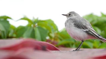 un petit oiseau poussin à queue blanche, motacilla alba, marchant sur un toit et mangeant des insectes video