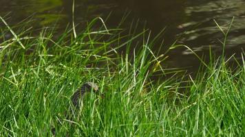 oiseau héron sauvage dans les hautes herbes vertes du marais video