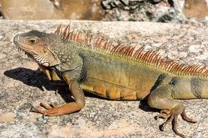 Iguana resting along the walls of El Morro Fortress in San Juan, Puerto Rico photo