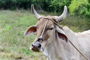 vaca cubana en el campo en viñales, cuba. foto