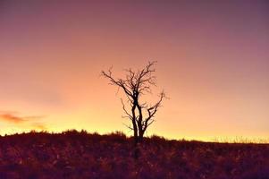 Desert Landscape - NamibRand, Namibia photo