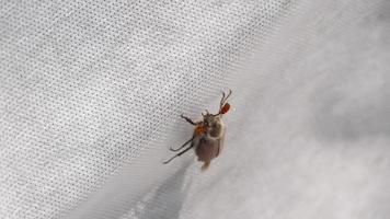 maybug rampe sur une surface blanche. notion de printemps. melolonthe video