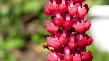 Bumblebee collecting nectar and pollen from the flowers of red lupine. video