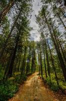 hermoso bosque siberiano foto