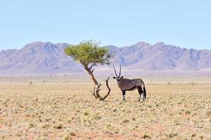 Oryx and Desert Landscape - NamibRand, Namibia photo