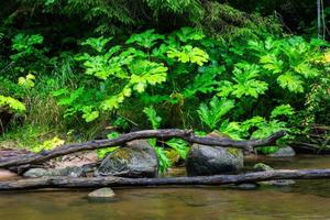 A Small Rocky Forest River in Summer photo