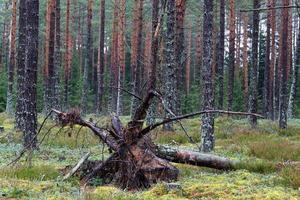 Evergreen Pine and Spruce Forests photo