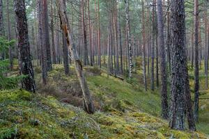 bosques siempreverdes de pinos y abetos foto