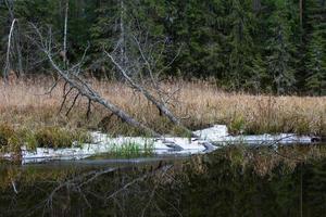 A Small Forest River in Winter photo