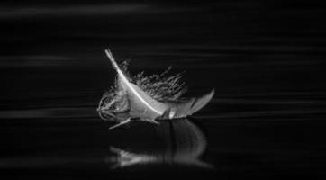 pluma de ave en blanco y negro foto