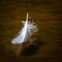 pluma de pájaro blanco sobre el fondo verde foto