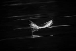 pluma de ave en blanco y negro foto